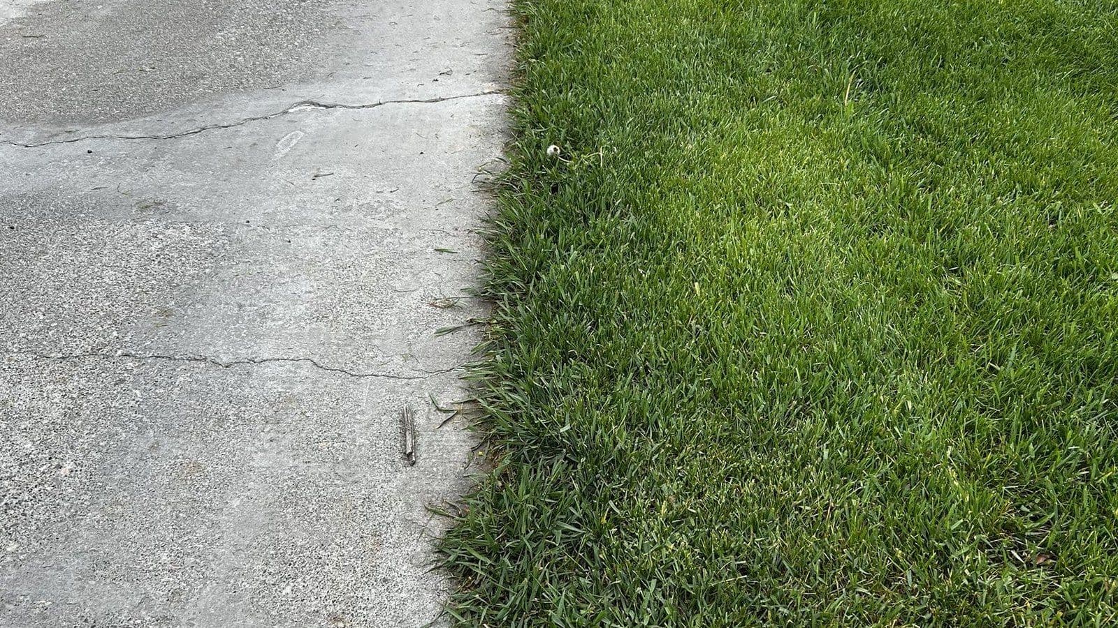 Before: lawn edge grown over concrete sidewalk — Young Buck Lawn Care