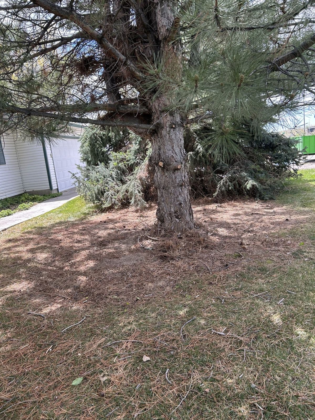 After: canopy lifted and shaped, deadwood removed — Young Buck Lawn Care