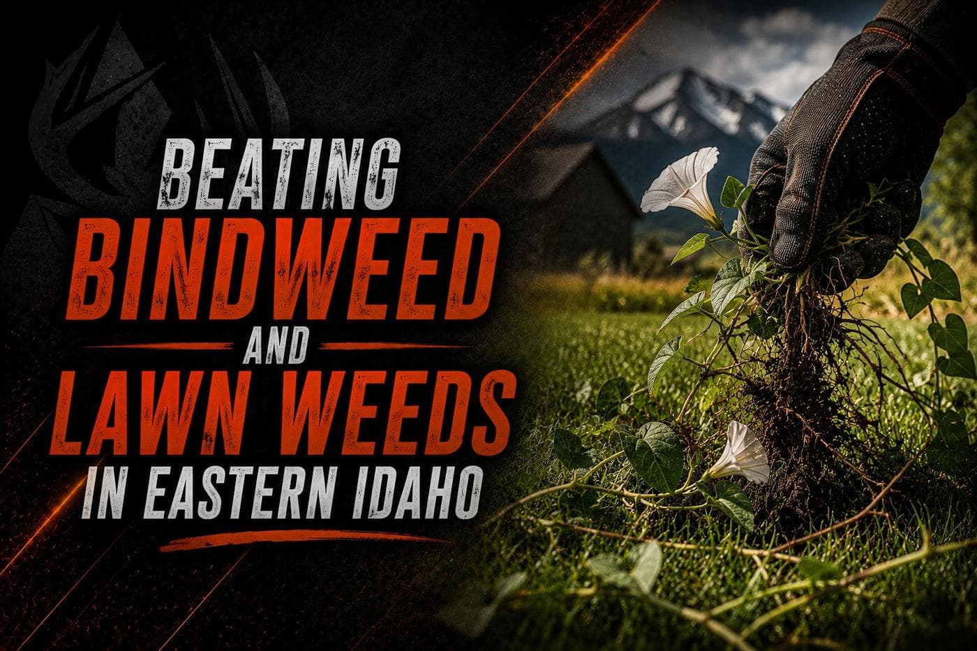 Beating Bindweed and Lawn Weeds in Eastern Idaho