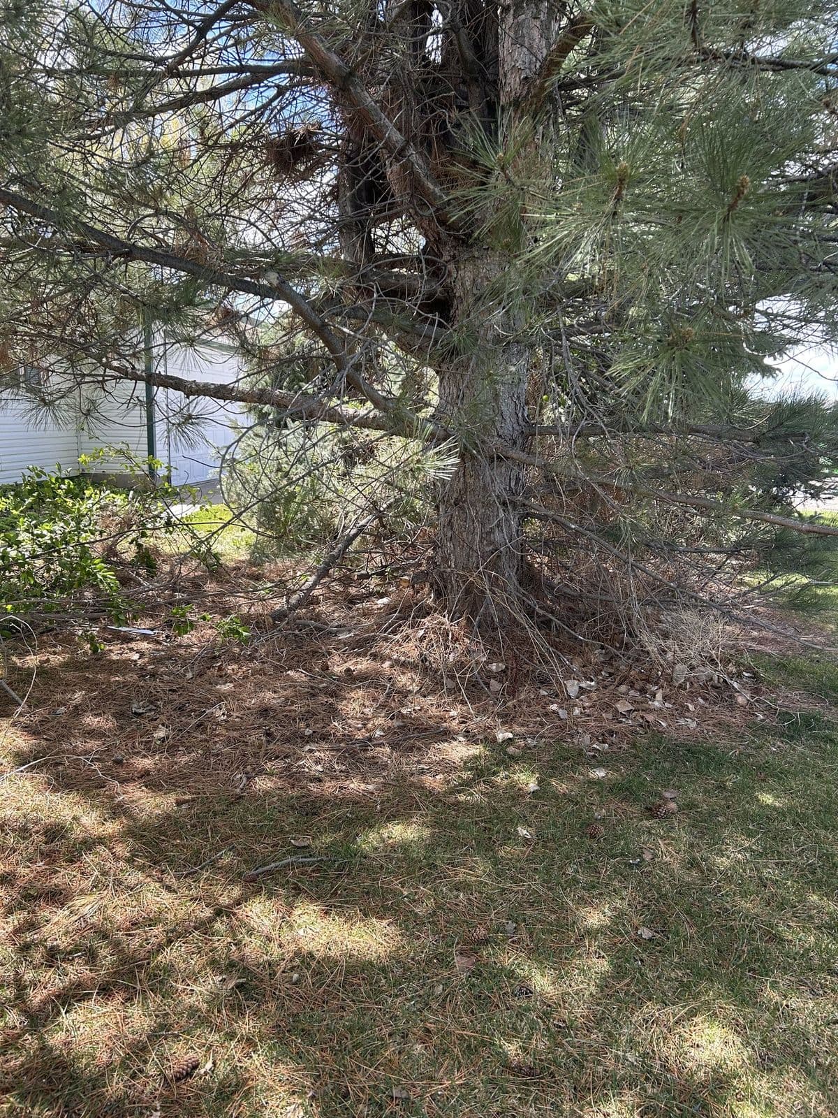 St. Anthony, ID — Lawn and tree cleanup in St. Anthony, Idaho — Young Buck Lawn Care
